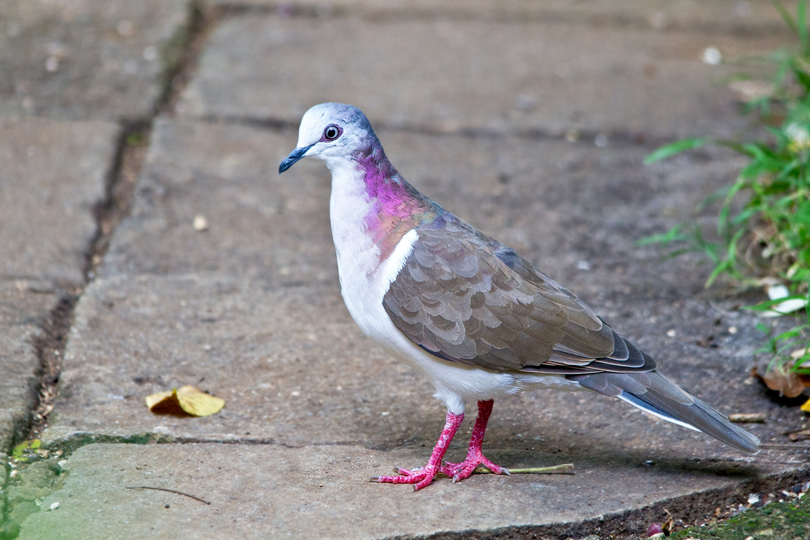 image Caribbean Dove